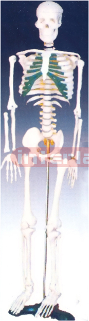 Medium Skeleton with spinal nerves 85 cm tall